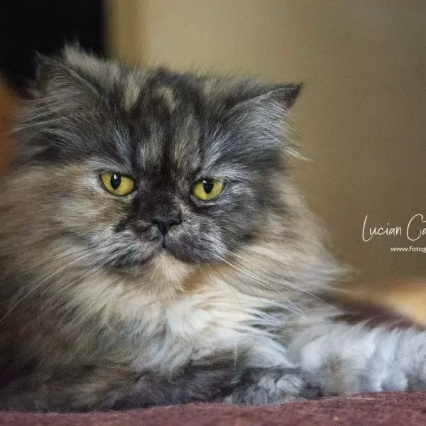 NIKON D7100 2017-04-04 17:34:19 f/2.8 1/160sec ISO-6400 105mm